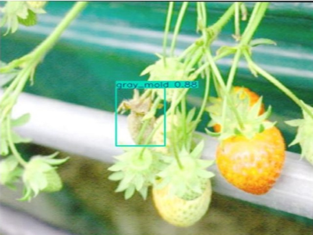PPA-MC-YOLO：精确检测草莓病害的尺度自适应和频率感知注意网络