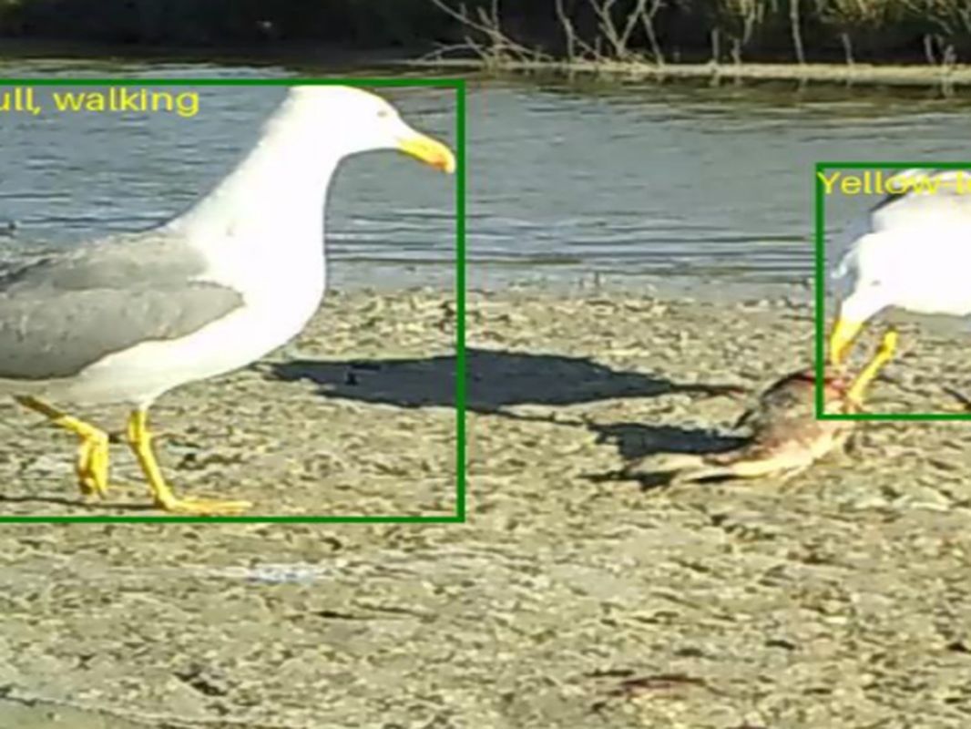 Visual WetlandBirds Dataset：鸟类行为识别与物种分类算法
