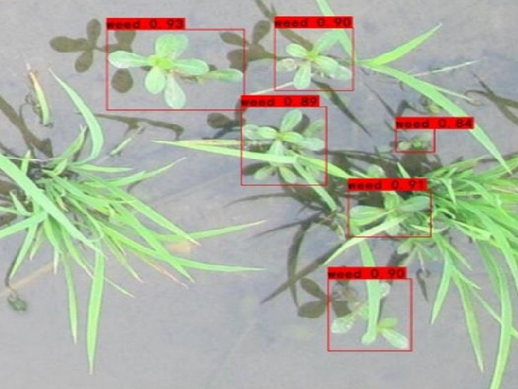 基于 YOLOX 的稻田秧苗期杂草目标检测算法