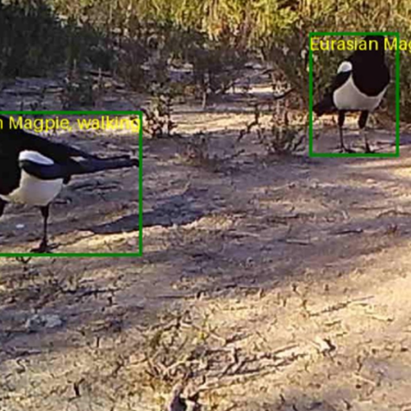 Visual WetlandBirds Dataset：鸟类行为识别与物种分类算法