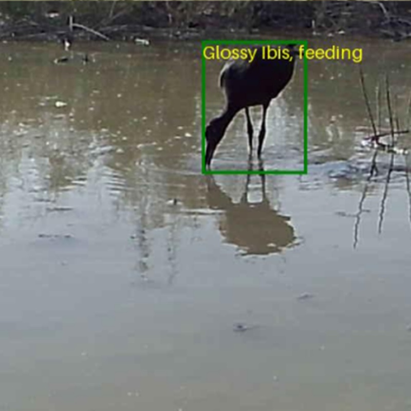 Visual WetlandBirds Dataset：鸟类行为识别与物种分类算法