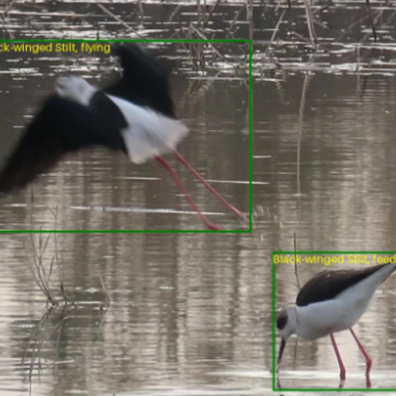 Visual WetlandBirds Dataset：鸟类行为识别与物种分类算法